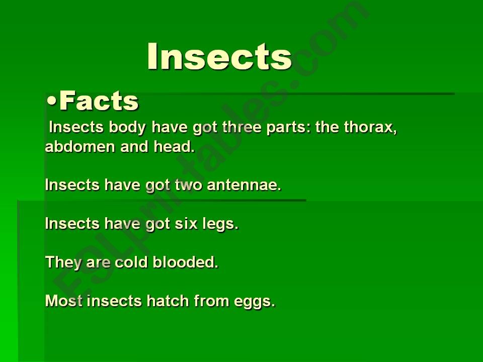 Insects powerpoint