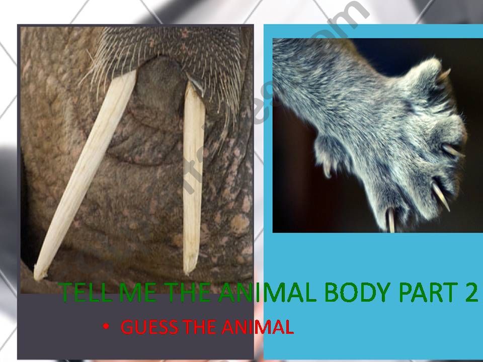 ANIMAL BODY PARTS GUESS THE ANIMAL 2