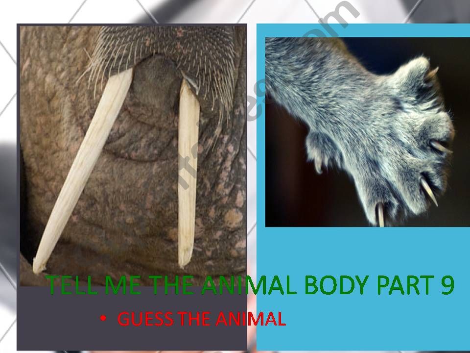ANIMAL BODY PARTS GUESS THE ANIMAL 9