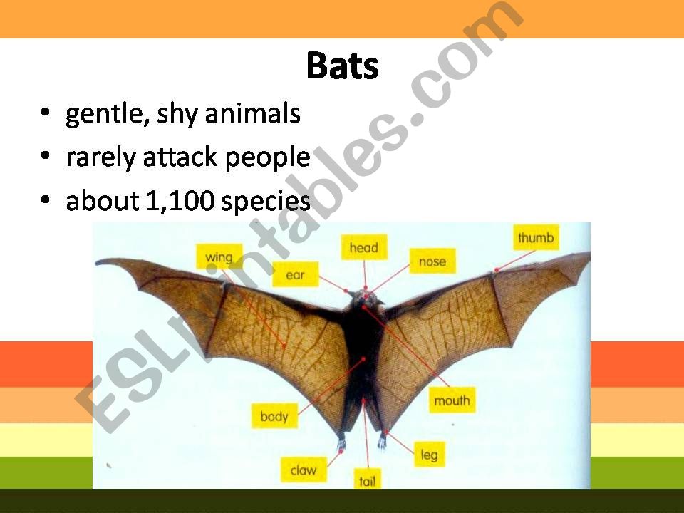 Bats powerpoint