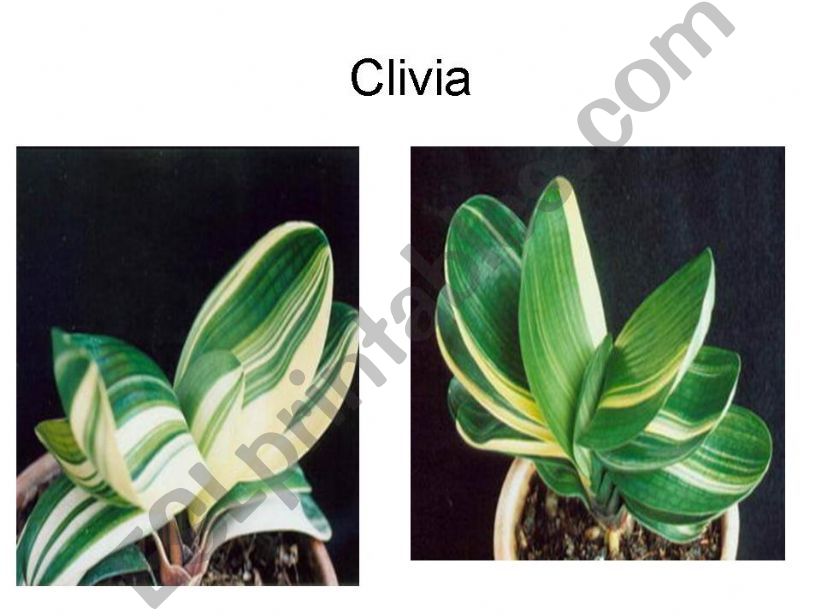 clivia and carnation powerpoint