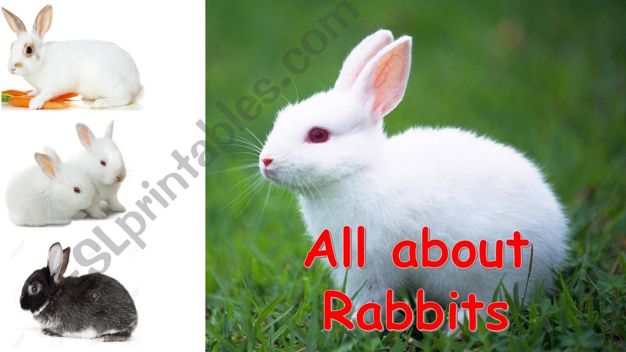 rabbits powerpoint