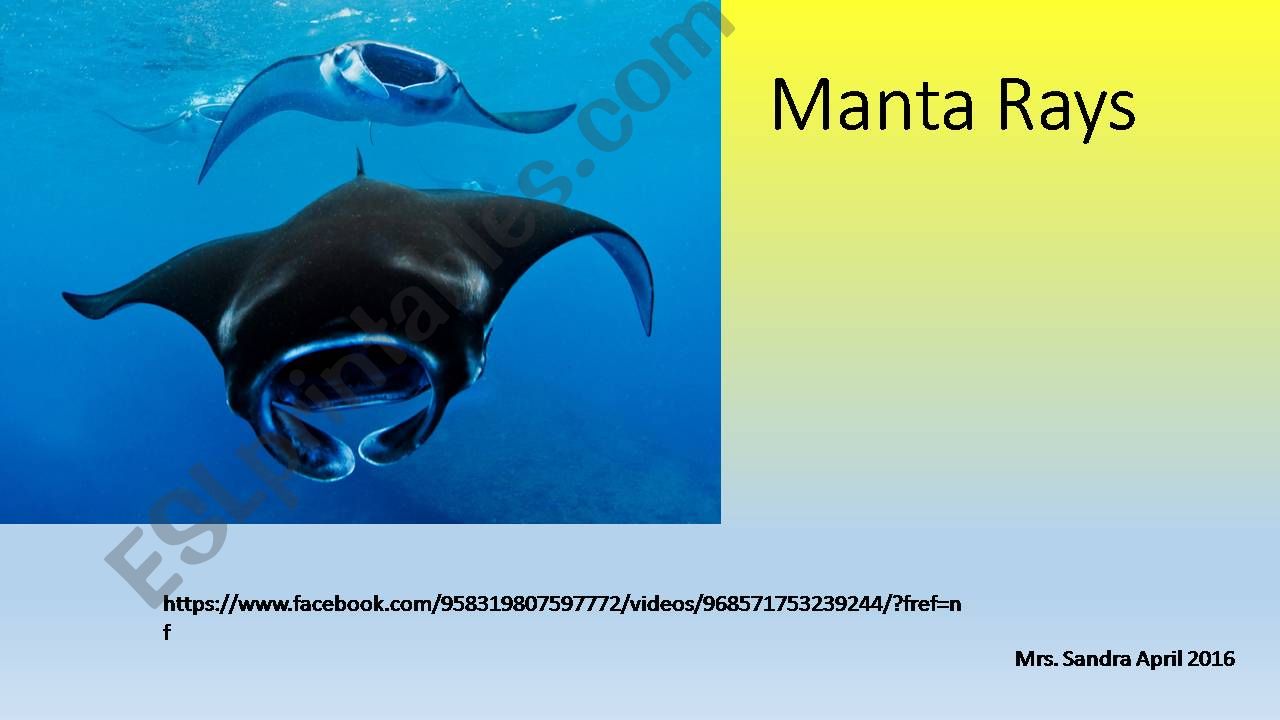Manta Rays Reading Comprehension Lesson