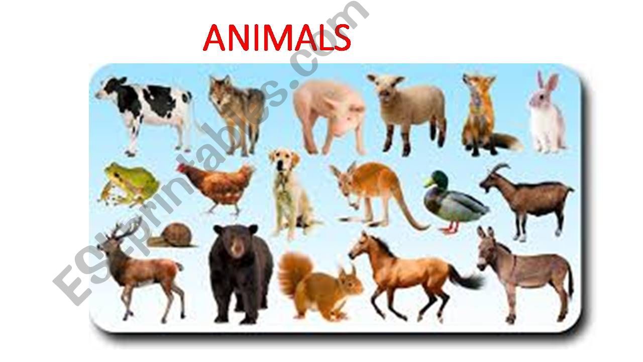 Animals (A to Z) powerpoint