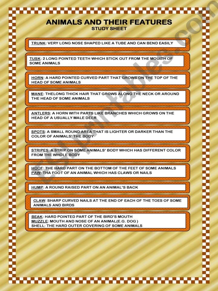 Animlas and their features powerpoint