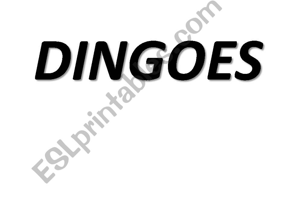 Dingoes powerpoint