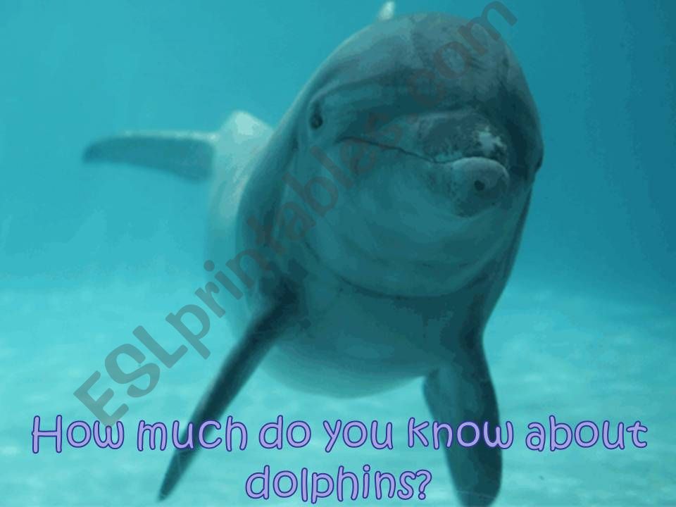 HOW MUCH DO YOU KNOW ABOUT DOLPHINS?