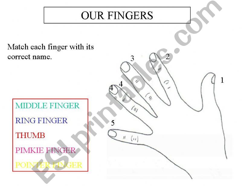 our fingers powerpoint