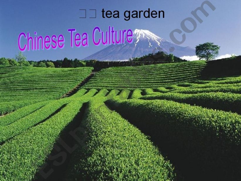 Chinese tea culture powerpoint
