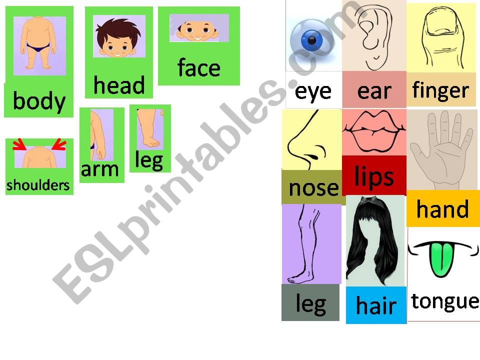 Parts of the body powerpoint