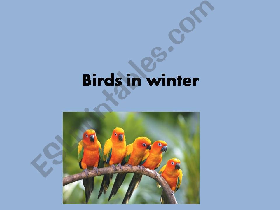 Birds in winter powerpoint