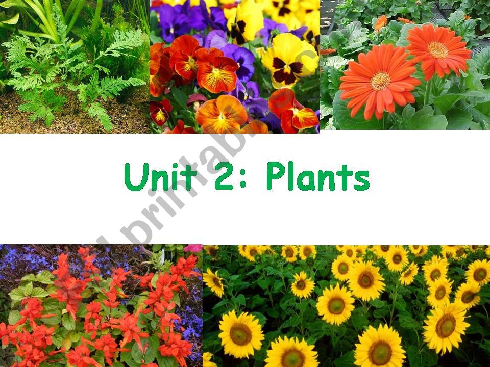 Types of Plants powerpoint