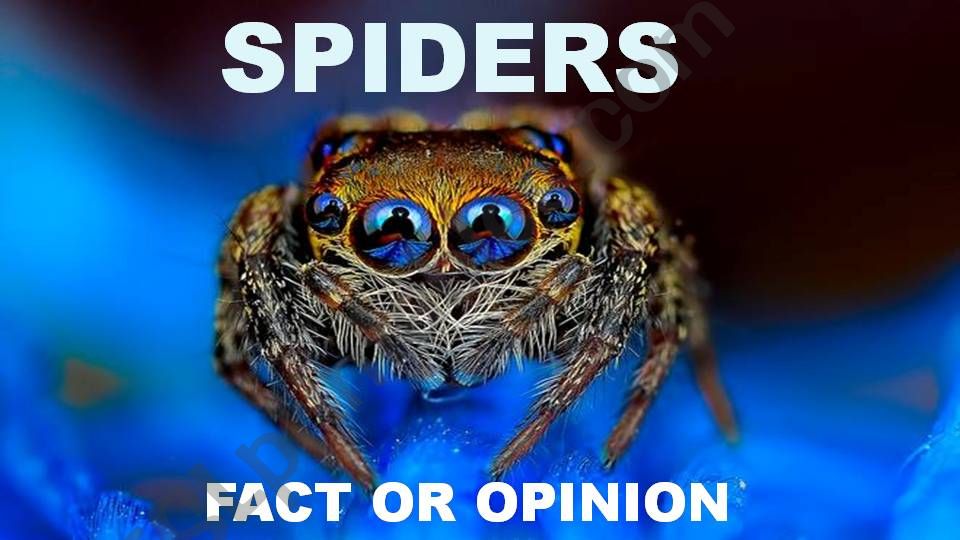 Spiders (Fact or Opinion) - Part I