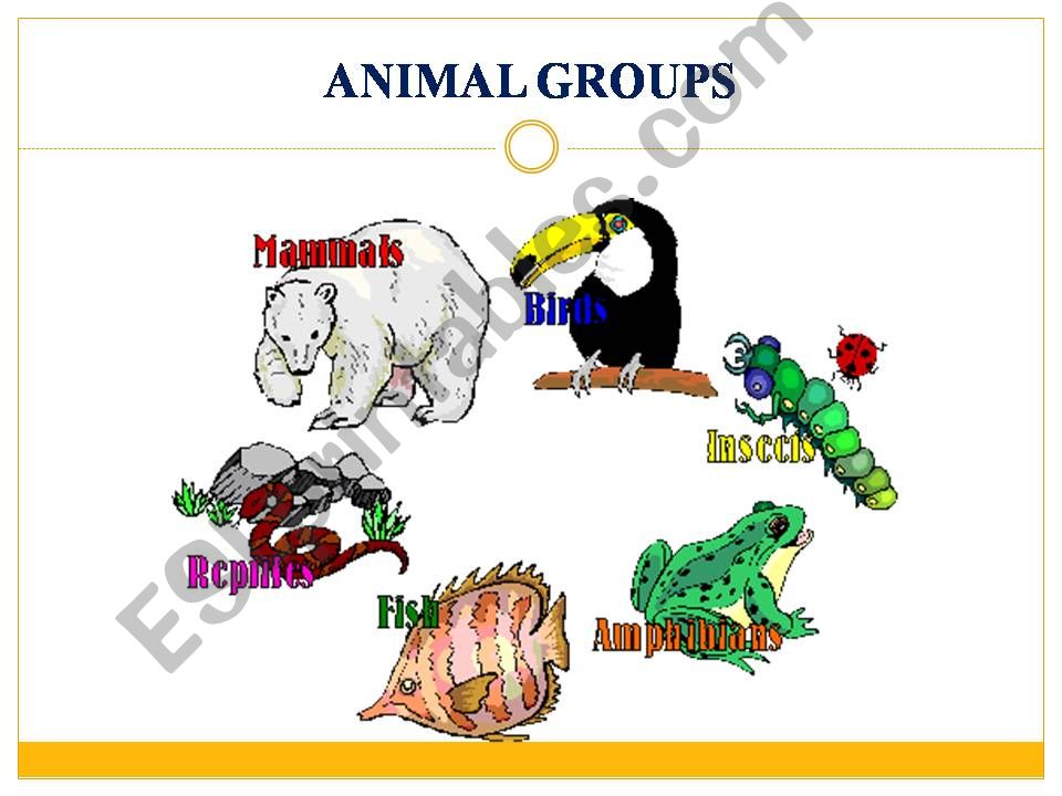 Animal groups powerpoint