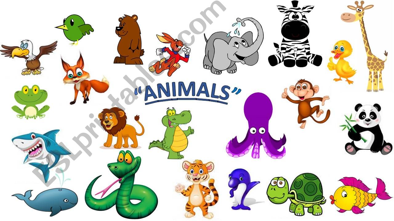 Animals  powerpoint