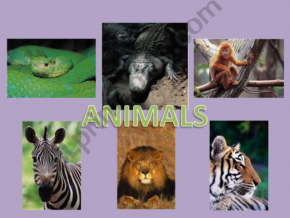 Animals powerpoint