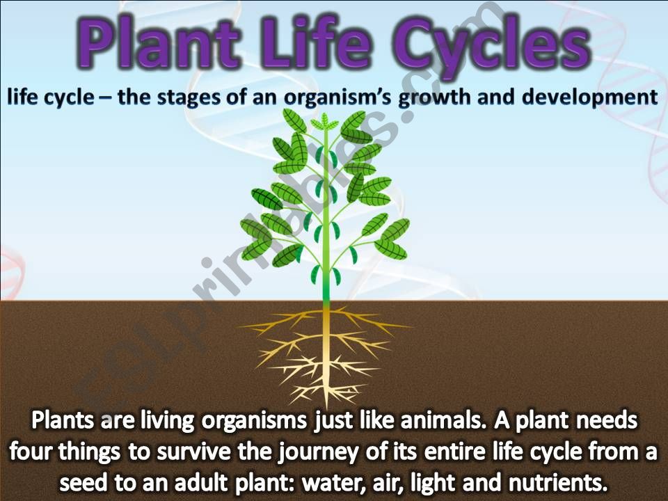 Plant Life cycles powerpoint