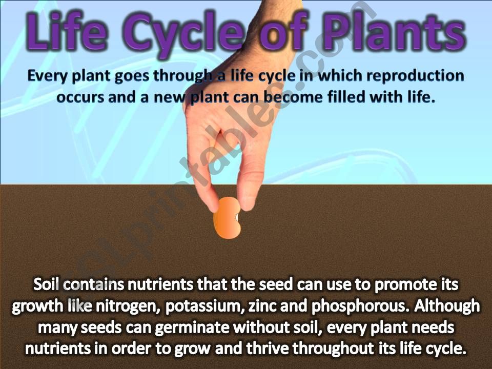 Plant Life Cycles powerpoint