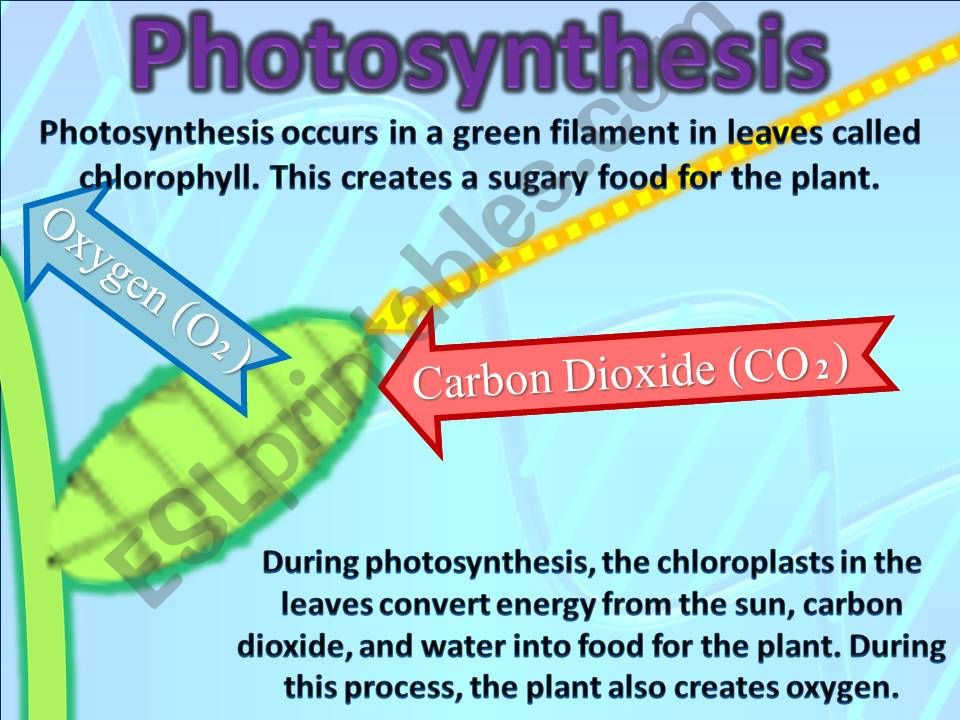 Plant Life Cycles   PART 4 powerpoint
