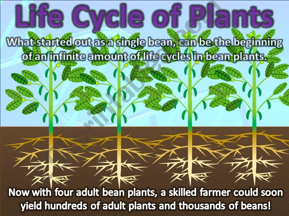 Plant Life Cycles   PART 5 powerpoint