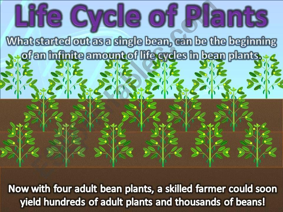 PLANT LIFE CYCLES   part 6 powerpoint