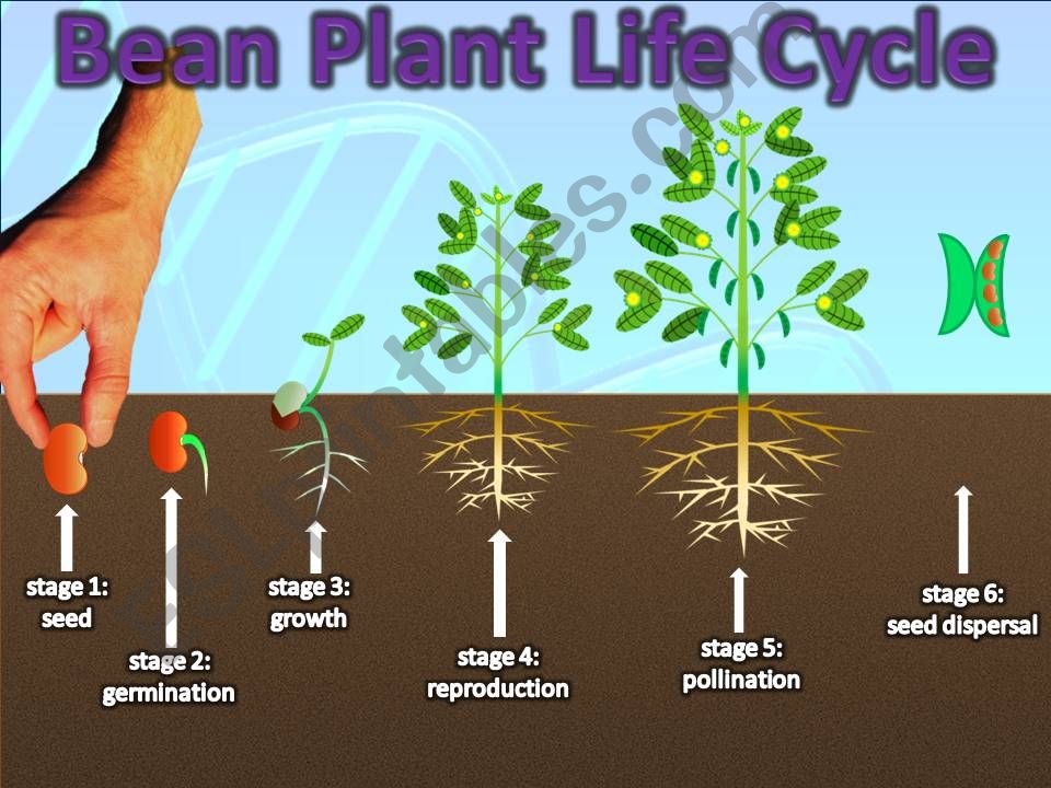 Plant Life Cycles  PART 7  powerpoint
