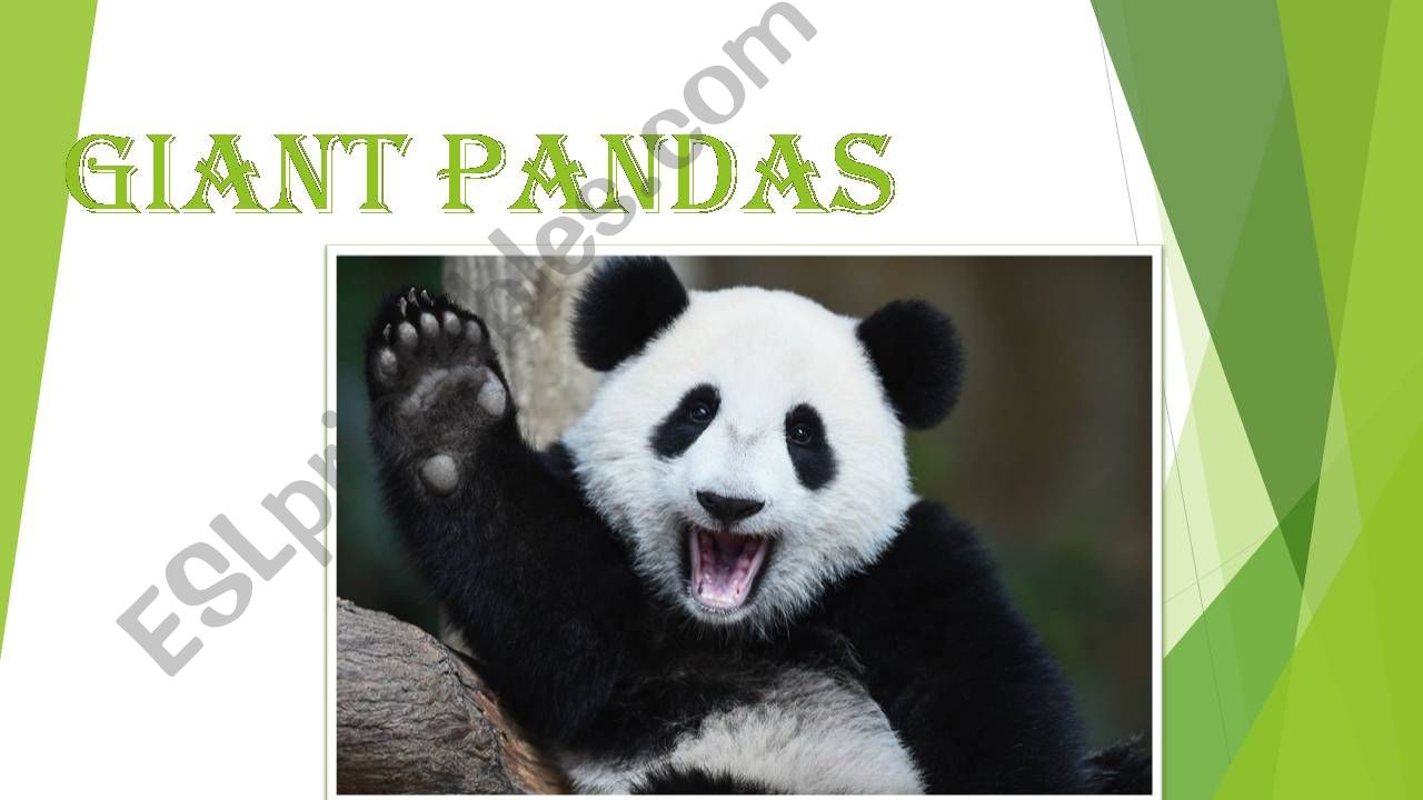 Giant pandas powerpoint