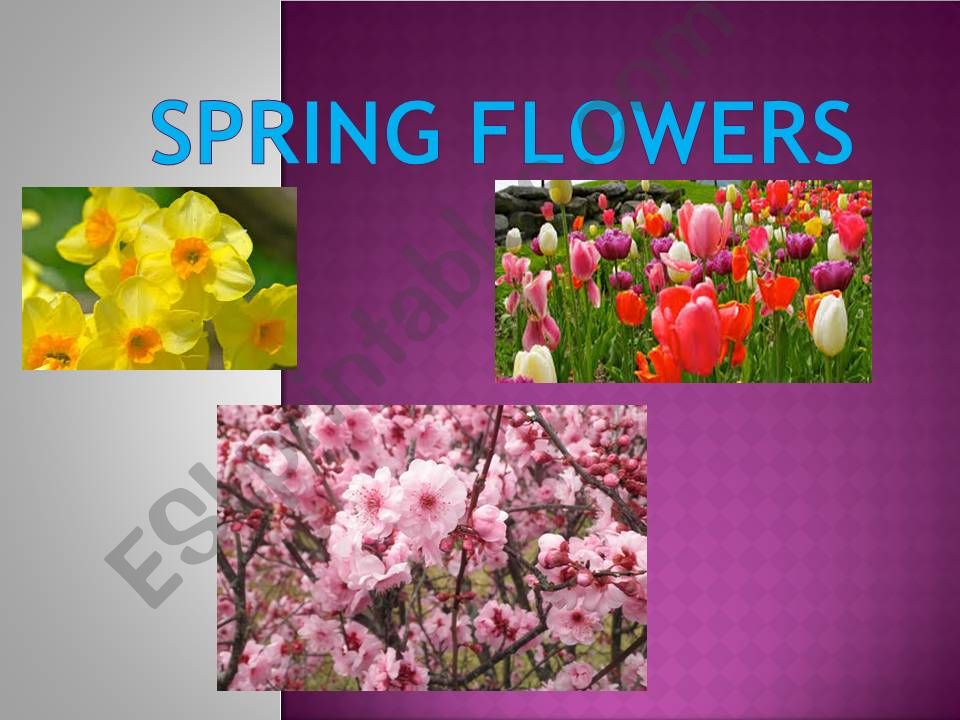 Spring Flowers powerpoint