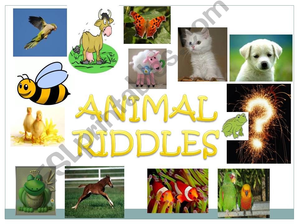 Animal Riddles powerpoint