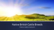 English powerpoint: native British cattle breeds