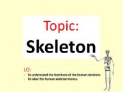 English powerpoint: skeleton