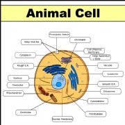 English powerpoint: Animal Cell