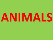English powerpoint: Animals