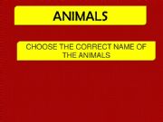 English powerpoint: CAN - CANT : ANIMALS 