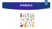 English powerpoint: Animals