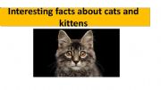 English powerpoint: CATS