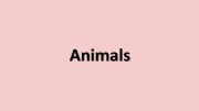 English powerpoint: Animals Classification