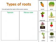 English powerpoint: Types of roots