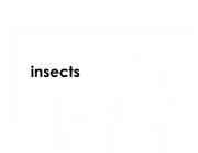English powerpoint: Insect Definition Booklet Montessori