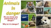 English powerpoint: Animals in danger - Koalas
