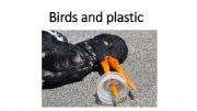 English powerpoint: Birds and plastic