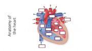 English powerpoint: The Anatomy of the Heart
