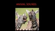 English powerpoint: Animals With Sounds