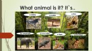English powerpoint: What animal is it?