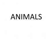 English powerpoint: ANIMALS