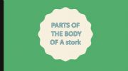English powerpoint: Stork body parts