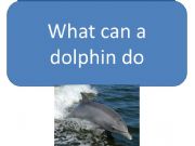 English powerpoint: What can a dolphin do?