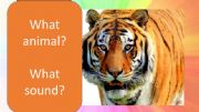English powerpoint: What sound and animal