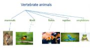English powerpoint: classification of vertebrate animals