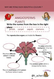 English powerpoint: Parts of the flower